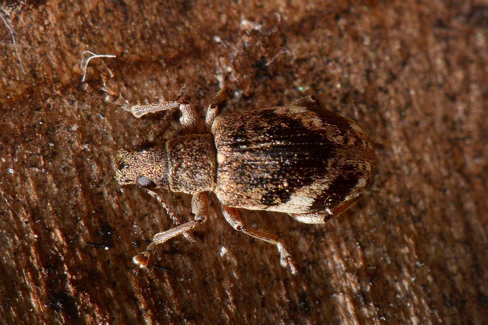 Polydrusus sparsus, Curculionidae